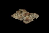 藏品(千手螺)的圖片